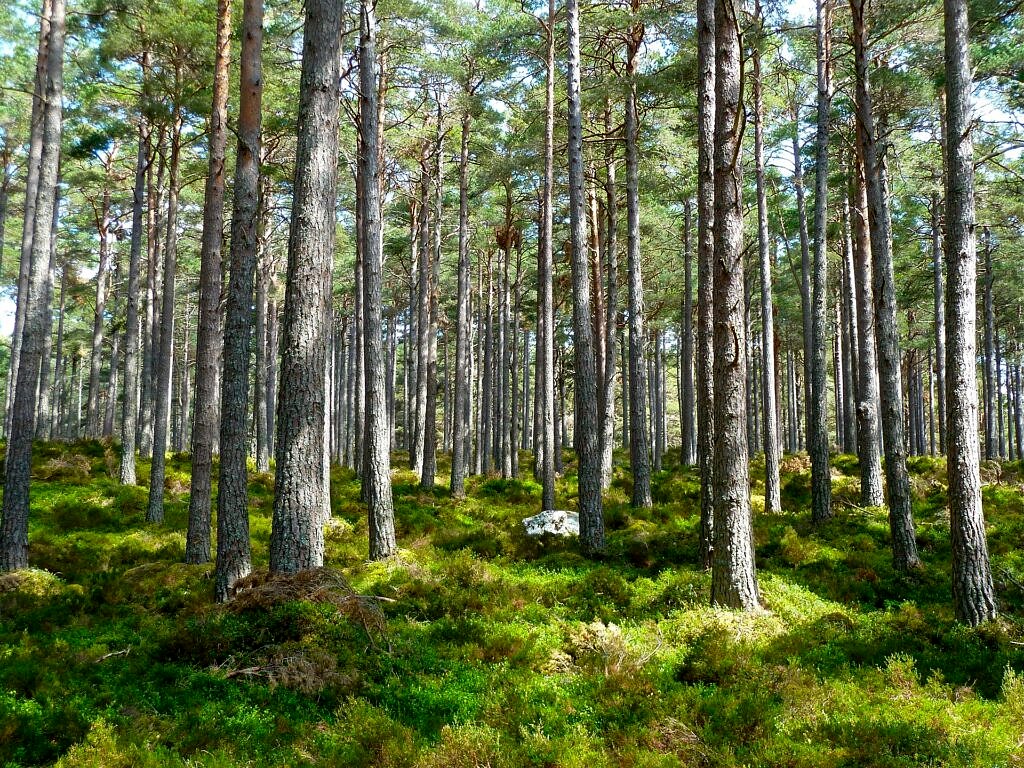 Spenden für Green Forest Fund: 486 Bäume statt Wandkalender