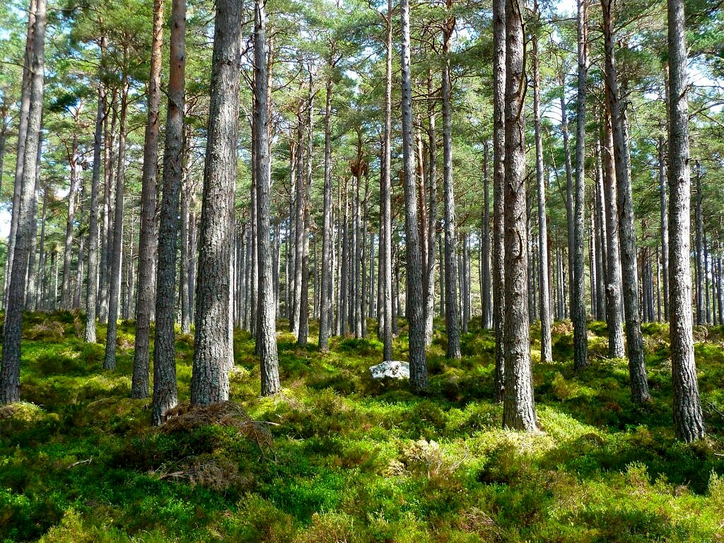 Baumpflanzaktion im Axians Forrest